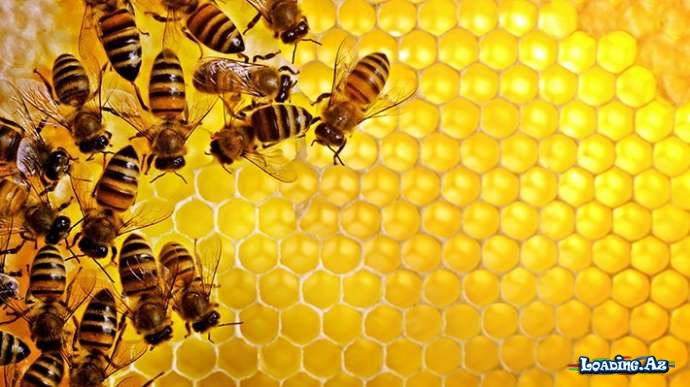 Arılar haqqında 9 maraqlı fakt