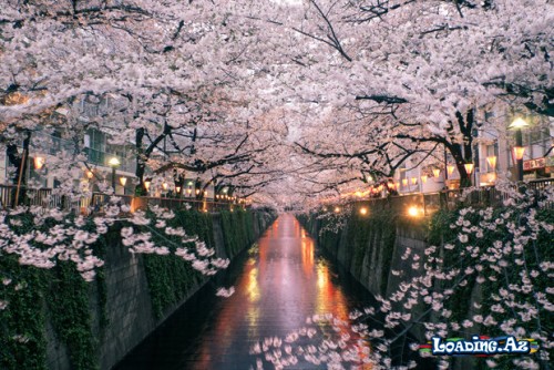 Yaponiyada Sakura çiçək açıb🌳🌳