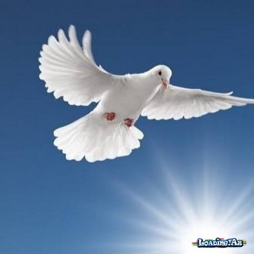 Üç göyərçinin hekayəsi. - Take.Az
