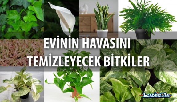 Evin havasını təmizləyən bitkilər: siz də saxlayın - Take.Az