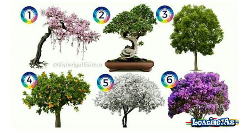 İstədiyin ağacı seç və oxu