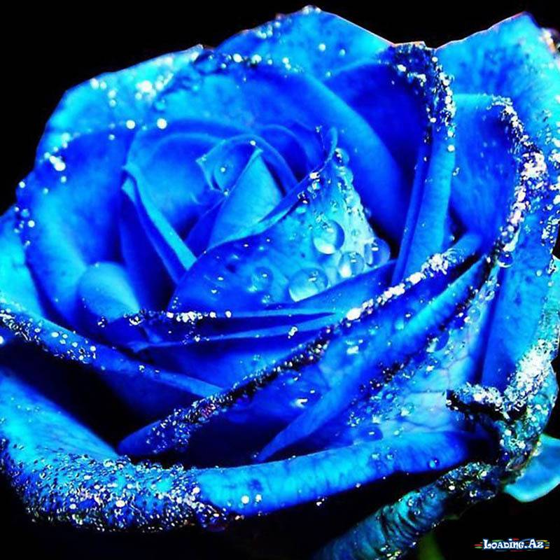Güllər🌹🌹🌹