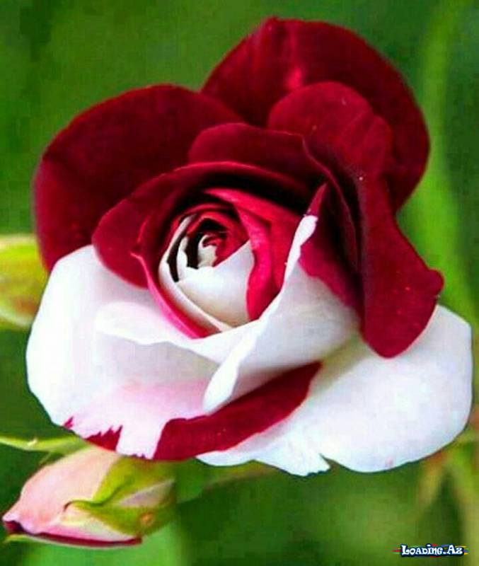 Güllər🌹🌹🌹