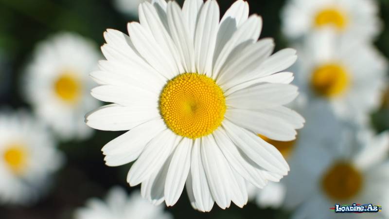Gül şəkilləri(3)
