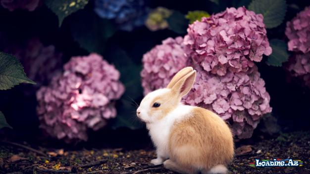 Dovşan şəkilləri🐰🐇