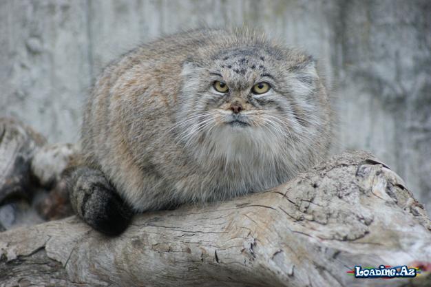 Manul