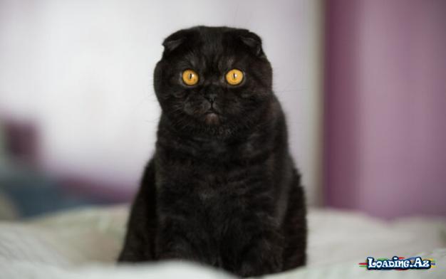 Ən çox axtarılan pişik cinsi - Scottish Fold