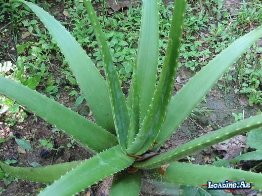 Əzvay(aloe) yarpağını üzünüzə sürtün, nəticəyə inanmayacaqsınız - Take.Az