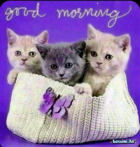 (-‿◦☀) Ｇｏｏｄ Ｍｏｒｎｉｎｇ (-‿◦☀) (2)