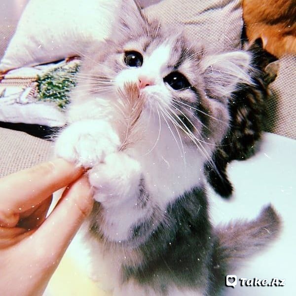 😻Cats Love😻
