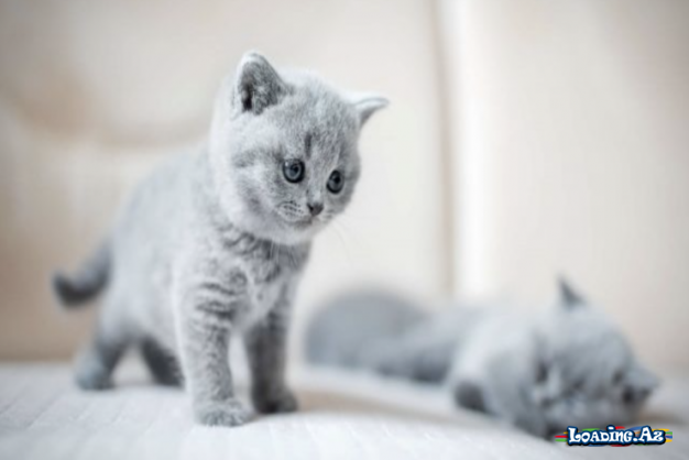 British Shorthair bala pişiklərinin baxımı - Yaxşı baxımı üçün əsas qulluq məsləhətləri
