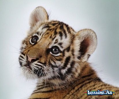 Amur pələngi