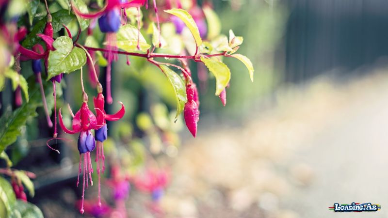 Fuschia Wallpapers