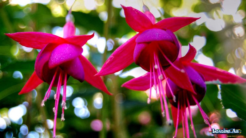 Fuschia Wallpapers - Take.Az