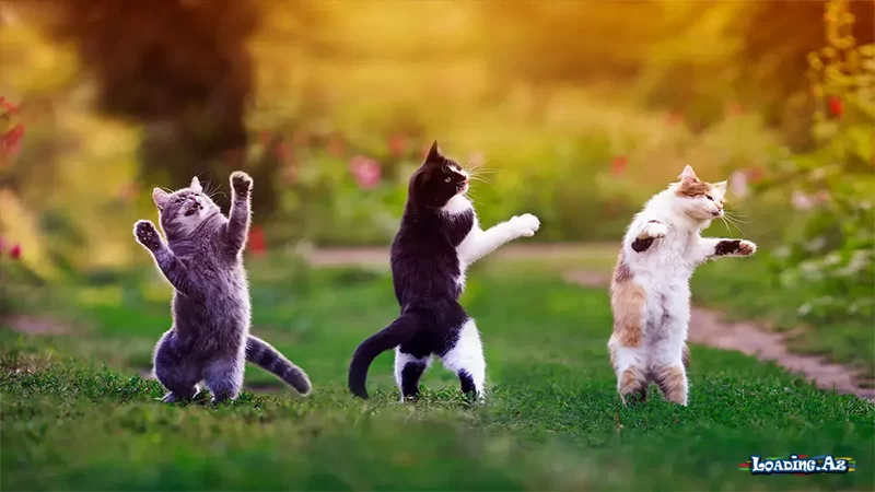 Pişiklər yad insanları niyə bu qədər diqqətlə iyləyirlər..? - Take.Az