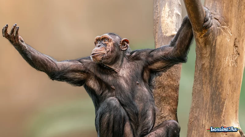 PLOS: Meymunlar insanlar kimi vizual məlumatları qəbul edirlər - Take.Az