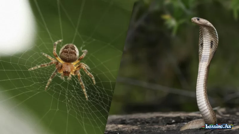Alimlər insanların ən çox hansı heyvanlardan qorxduğunu açıqladı - Take.Az