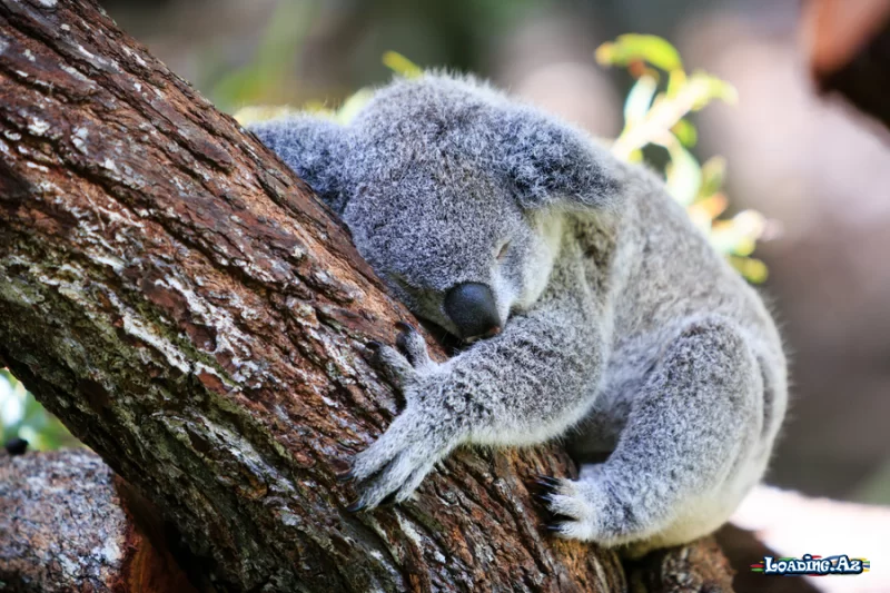 Koalalardan həyat dərsi: Olmursa, məcbur etmə, yat - Take.Az