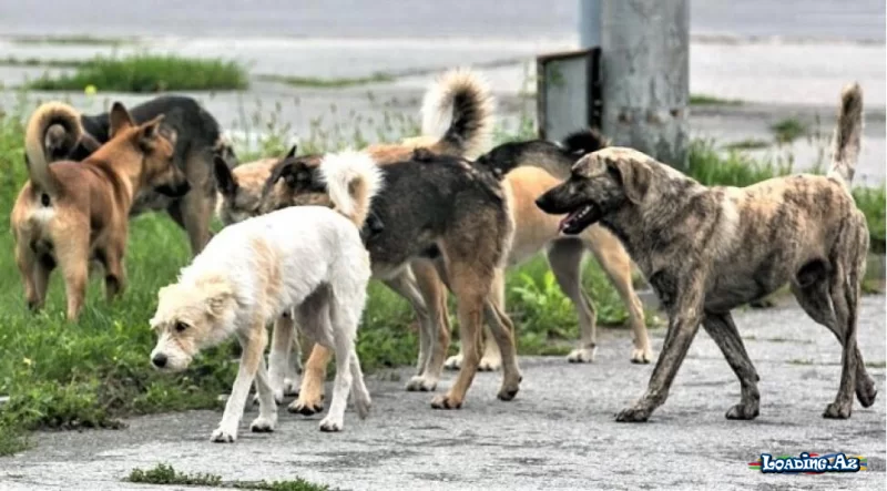 İtlərə bunu əsla etməyin! Dərhal hücuma keçirlər - Take.Az