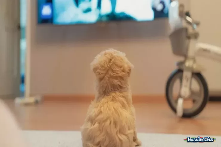İtlər üçün televiziya getdikcə populyarlaşır - bu videolar həqiqətən faydalıdırmı? - Take.Az