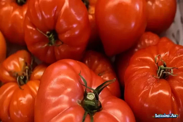Pomidor üçün "yaxşı qonşu" sayılmayan bitkilər və vacib MƏSLƏHƏTLƏR - Take.Az