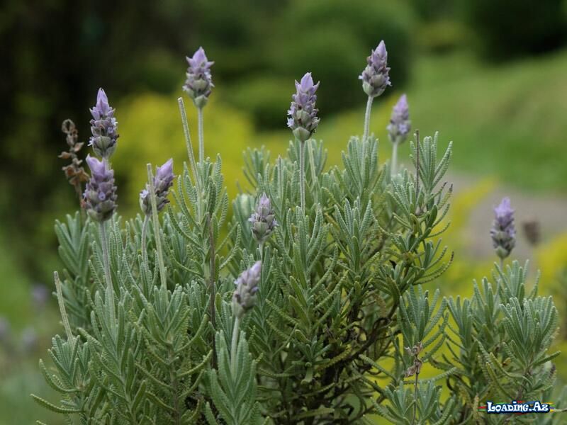 Lavanda yağı: Təbiətin sakitləşdirici və çoxşaxəli gücü - Take.Az