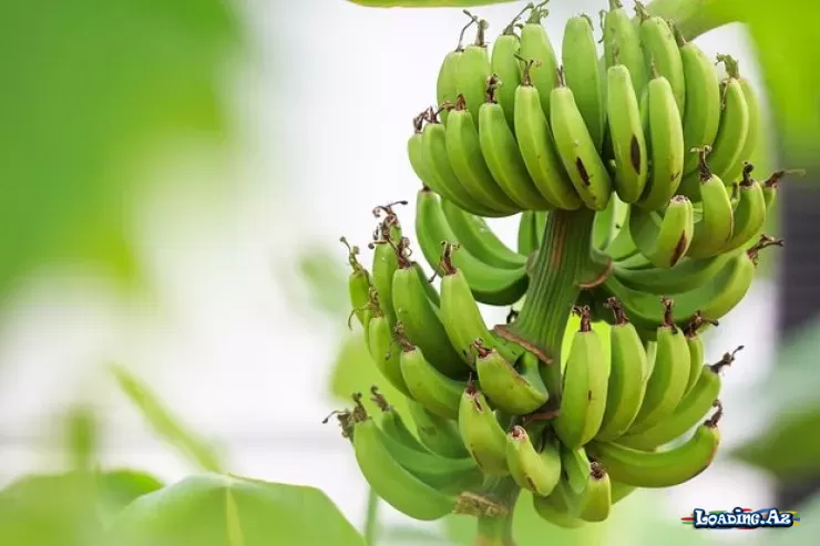 Dondurma dadında banan - Take.Az