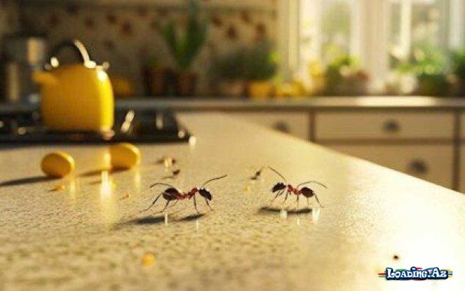 Qarışqaları evdən uzaqlaşdıran 3 sadə vasitə - Take.Az