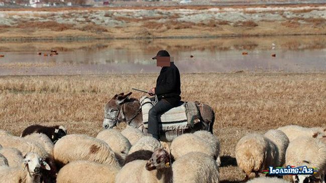 Salyanda müəmmalı hadisə: Çoban 84 qoyunla yoxa çıxdı - Take.Az