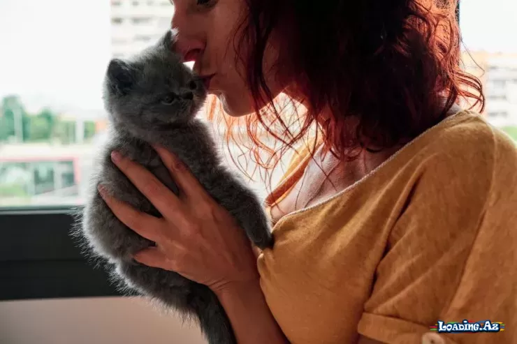 Pişiklər sahiblərini itlər qədər sevirmi? - Take.Az